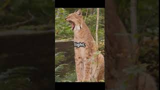 The RustySpotted Cat facts wildlife cat cuteanimals animals nature [upl. by Jemena]