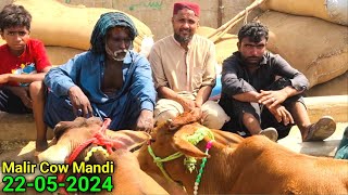 Full Bargaining 😱 Farq Kitna   Malir Mandi Karachi Cattle Updates  Cow Mandi 2024 [upl. by Prosperus492]