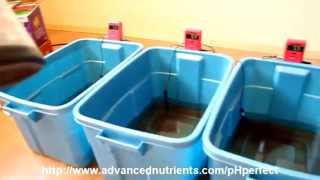 Advanced Nutrients pH Perfect Demonstration [upl. by Raseda642]