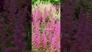 Astilbe Chinensis  Multicolored Flowers  Perennials  Saxifragaceae Family [upl. by Phare787]