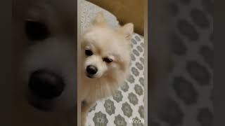 My baby 😍🍼pomeranian doglover doggydance dogloverforlife [upl. by Conney]