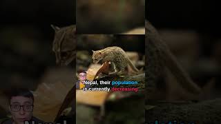 The Rusty Spotted Cat 😺animals cuteanimals cats wildcats [upl. by Ahtaela]