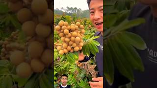 Harvest longan fruit from dwarf varieties sonasmr [upl. by Ynneg]