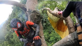 Spiderman climbs trees to catch dangerous beehives hundreds of meters high [upl. by Eijneb102]