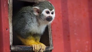 Monkeys dont make good pets warns a primate sanctuary worker [upl. by Alemat543]