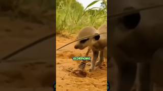 The Remarkable Hunting Skills of Meerkats Capturing Poisonous Scorpions [upl. by Dunham]