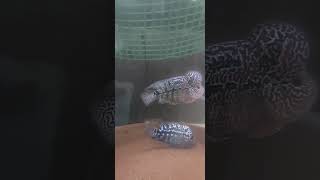 Flowerhorn Breeding 🖤🐟 highlights trending flowerhorn shorts highlights trendingshorts [upl. by Hashim]