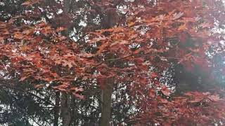 Quercus coccinea dub šarlatový [upl. by Azerila]