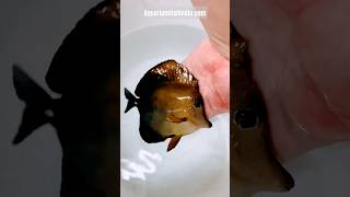 Big size Scopas Tang fish amp Anthias fish marineaquarium saltwateraquarium marinefishtank [upl. by Nevaeh]