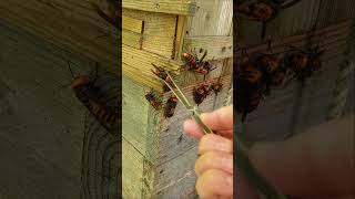 Gently Removing Giant Hornets Saving Japanese Honeybees [upl. by Aiceled]