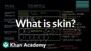 What is skin Epidermis  Integumentary system physiology  NCLEXRN  Khan Academy [upl. by Olnton200]