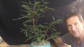 Sequoia Sempervirens Bonsai Coast Redwood Styling BoneDry Bonsai [upl. by Lati479]