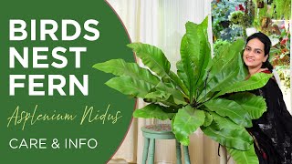 Birds Nest Fern Asplenium Nidus  Care and Info  Watering  Light  Fertilizer  Pests [upl. by Brunhilde]