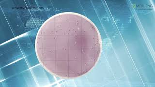 MicroFast® Coliform Count Plate Operation Video [upl. by Annaig]