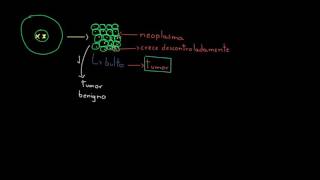 Cáncer  División celular  Biología  Khan Academy en Español [upl. by Apostles]