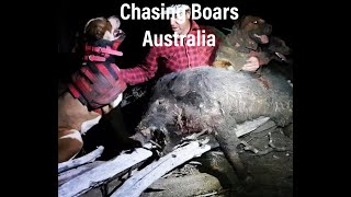 Chasing more Boars Australia Pigging Dogs 2020 Before The Rain [upl. by Sucram]