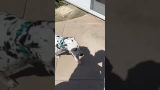 Quick crate training a Dalmatian [upl. by Lien867]