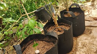 Reworking my old trifoliate citrus tree [upl. by Erdnuaed]