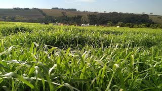 Brachiaria Marandu 4 meses após o plantio [upl. by Noram]