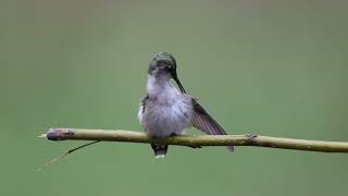 Rubythroated Hummingbird Grooming [upl. by Tsirhc550]