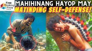 GANITO ang DEPENSA ng mga WALANG BUTO na Hayop Invertebrate Self Defense [upl. by Jarrow]