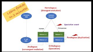 Homologous Orthologous Paralogous Analogous Homeologous sequences and alleles [upl. by Perron]