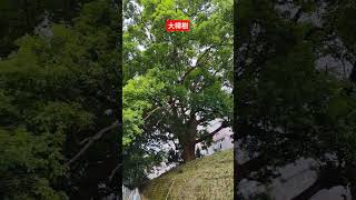 大樟樹giant Camphor tree relaxing foryou nature garden shorts 清華大學 [upl. by Mchugh]