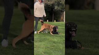 Belgian malinois training belgianmalinoistraining realdogtraining malinoislovers malinois reels [upl. by Bonilla]