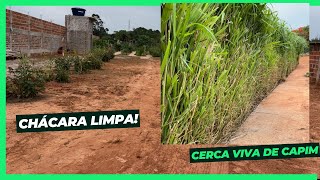 HORA DA LIMPEZA DA CHÁCARA Ep58 Chacaraagroflorestal [upl. by Olivette]