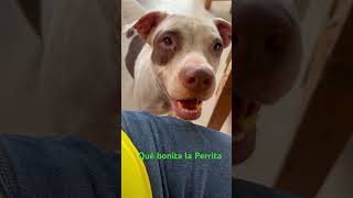 Qué bonita perrita [upl. by Airotel]