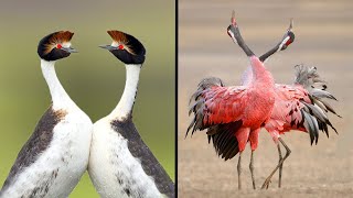 25 Birds With The Best Mating Dances In The World [upl. by Verner]