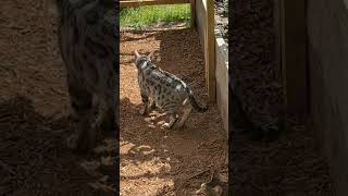 Bengal Cats Enjoy Their Garden Home [upl. by Aicatsana]