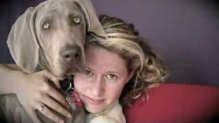 Gipsy the Weimaraner [upl. by Adiuqal]