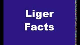 Liger Facts  Facts About Ligers [upl. by Whitman]