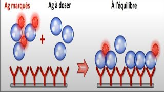 📍 Dosage radioimmunologique [upl. by Yurik]