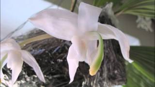 Stanhopea candida [upl. by Gnilsia347]