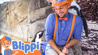 Blippi Learns About Penguins at the Zoo  Cars Trucks amp Vehicles Cartoon  Moonbug Kids [upl. by Ailbert877]