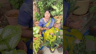 RRR Nursery part13 comedy shorts richakka [upl. by Eiramlatsyrk]