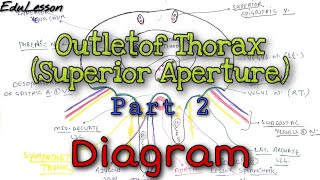 Outlet of Thorax Inferior Aperture 23  Diagram 🔥🔥  Thorax Anatomy [upl. by Norven]