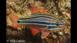 Sydney Cardinalfish  Apogon limenus [upl. by Enrichetta597]