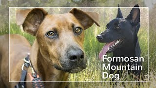 Formosan Mountain Dog The Breed that just wont die [upl. by Coffin]