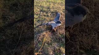 Tiercel Peregrine falconry [upl. by Codie]