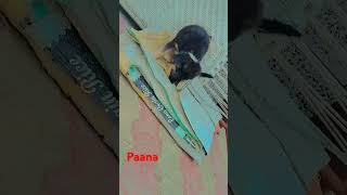 Paana vlogs khatarnaak h patti pattu🥰😜😜😈 [upl. by Deanna763]