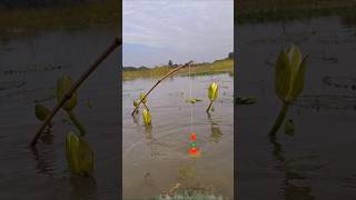 Best Hook Trap Fishing in Beel water catchingfish fishing hooktrapfishing [upl. by Warder637]