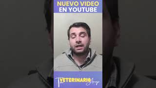 ¿Es la Veterinaria para Ti Descubre la Verdad carreraveterinaria veterinarioencasa veterinario [upl. by Meggy]