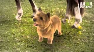 Dogs 101 Norwich Terrier [upl. by Vinny]