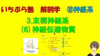 【いちぷら塾】解剖学 10神経系 3 末梢神経系 7 神経伝達物質 あん摩マッサージ指圧師、鍼灸師 [upl. by Mines488]