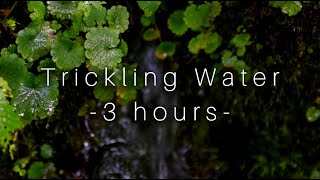 3 Hours of Trickling Water Sounds  Running Water  Dripping Water  Pure Nature [upl. by Wilhelmina772]