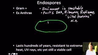 Microbiology Bacterial cell strucrure and fucntion ENDOSPORES [upl. by Knorring574]