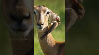 Redbilled oxpecker with impala Wincent cMfD9 bird nature wildlife [upl. by Alain]